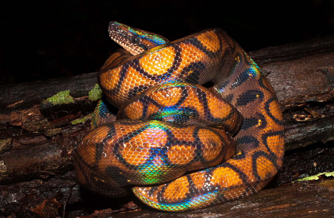 Brazilian-Rainbow-Boa-3
