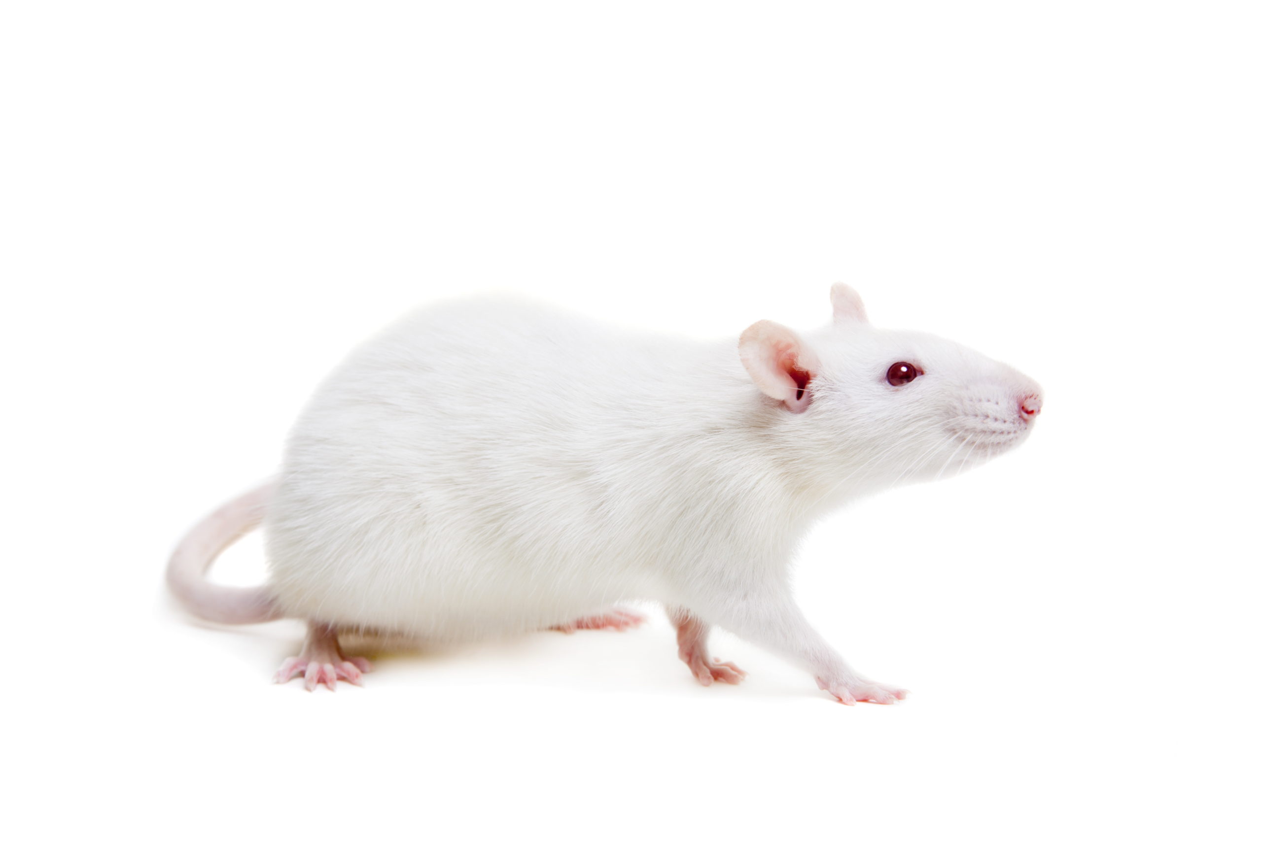 rat-scaled